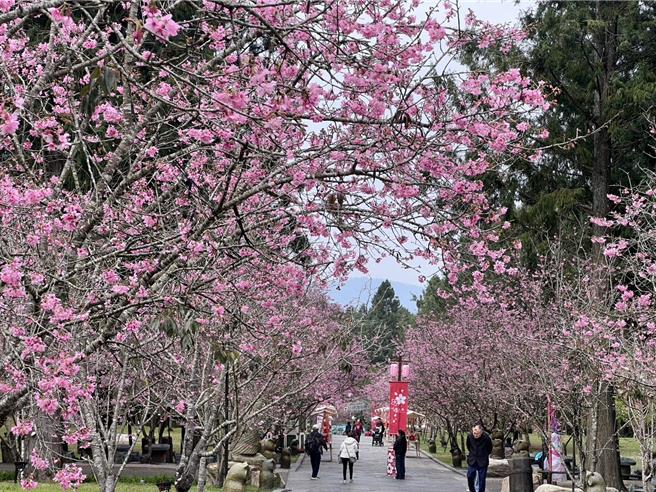 九族文化村看好赏樱商机，除了有交通疏导，也鼓励游客在连假后到访，进行人潮分流。（九族文化村提供／吴娮翎台北传真）