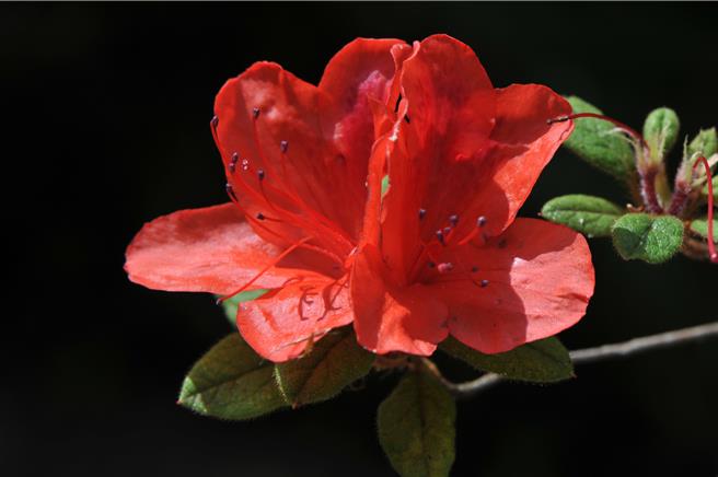 林保署南投分署「捐發票換花苗」活動3月12日登場，此次準備金毛杜鵑等8種共9000株原生種花苗。（林保署南投分署提供／楊靜茹南投傳真）