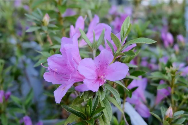 林保署南投分署「捐發票換花苗」活動3月12日登場，此次準備烏來杜鵑等8種共9000株原生種花苗。（林保署南投分署提供／楊靜茹南投傳真）