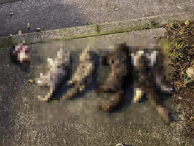 民眾在板桥光环路发现5具猫尸。（翻摄自脸书《我与街猫的距离》）