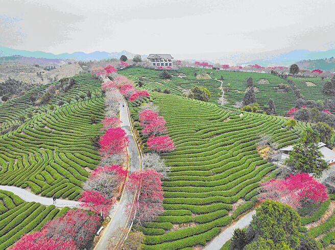 满山遍野的樱花与茶田错落，这是谢东庆协杠人生催生了当地的樱花文化旅游节。（陈祖昌摄）