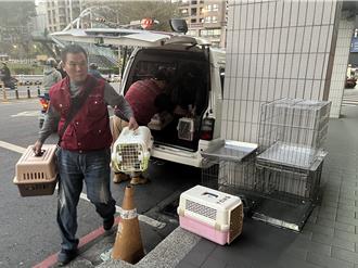 虐殺7貓沿路棄屍  小黃運將被逮  家中16隻貓獲救