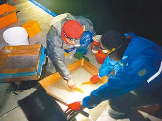 嘉縣鰻苗 3月至10月禁止捕撈