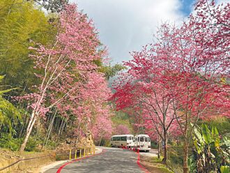 雲林 古坑草嶺粉紅世界 接駁賞櫻
