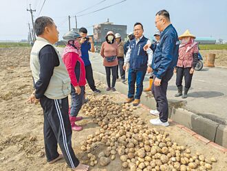 裂瘡腐爛 嘉義馬鈴薯災損慘