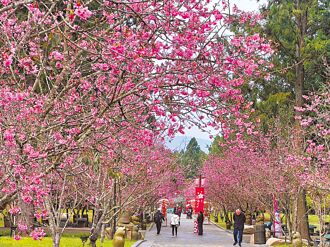 九族文化村櫻花季吸客