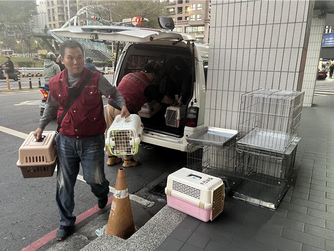 专案小组带回谢男饲养的16只各品种猫只。（王扬杰摄）