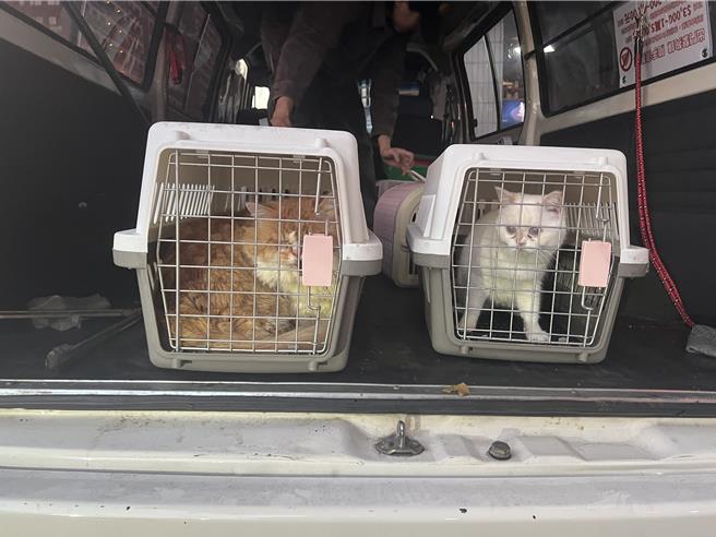 专案小组带回谢男饲养的16只各品种猫只。（王扬杰摄）