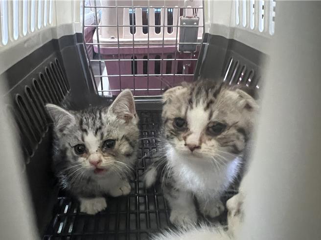 专案小组带回谢男饲养的16只各品种猫只。（王扬杰摄）