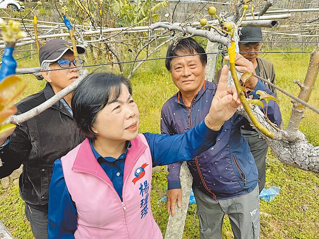 立委杨琼璎（前）27日会同台中市府及农政单位会勘台中高接梨后里产区的寒害受损情况。（宝智华摄）
