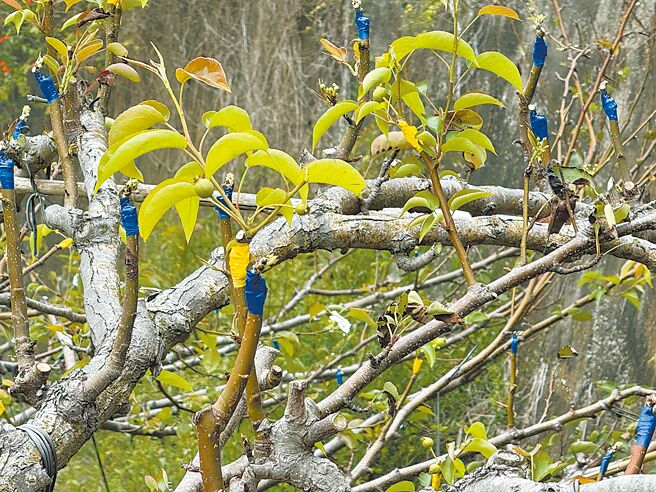 每次嫁接梨穗使用不同的胶带顏色，顏色越多，代表嫁接次数增加。（宝智华摄）