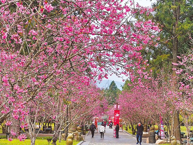 樂園搶攻連假商機推活動搶市，九族文化村正值櫻花季（見圖），活動期間有櫻花日式屋台市集、浴衣出租、戀愛神社和太鼓、yosakoi表演，另外業者也鼓勵遊客在連假後到訪，3月3日至4月6日祭出入場優惠價830元；小人國主題樂園28日至3月2日雙人同行現場購票優惠價988元。（九族文化村提供）