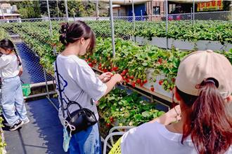 大湖草莓園迎連假採果潮 2期果甜蜜登場 曝最佳體驗時段