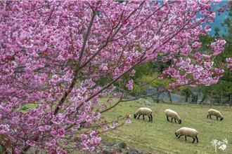 南投清境連假湧7000人潮 青青草原賞櫻兼看綿羊秀