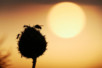 驚蟄周三到 3星座、3生肖小人多 命理師曝3招反制