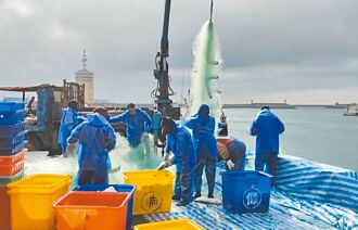 漁獲雪崩年收少6成 轉型缺配套