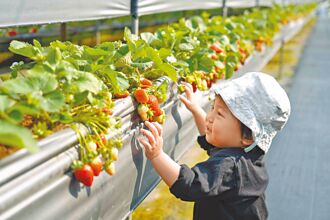 飯店出招 盡享春遊美好時光