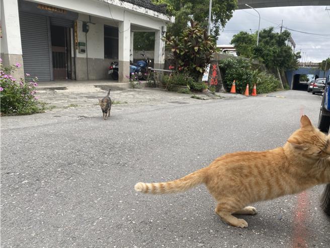 台东县太麻里乡金崙村一只只软萌猫咪穿梭村庄巷弄，吸引许多游客抢拍，让金崙有了猫村称号。（蔡旻妤摄）