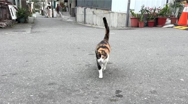 台东县太麻里乡金崙村一只只软萌猫咪穿梭村庄巷弄，吸引许多游客抢拍，让金崙有了猫村称号。（蔡旻妤摄）