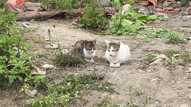 台东县太麻里乡金崙村一只只软萌猫咪穿梭村庄巷弄，吸引许多游客抢拍，让金崙有了猫村称号。（蔡旻妤摄）