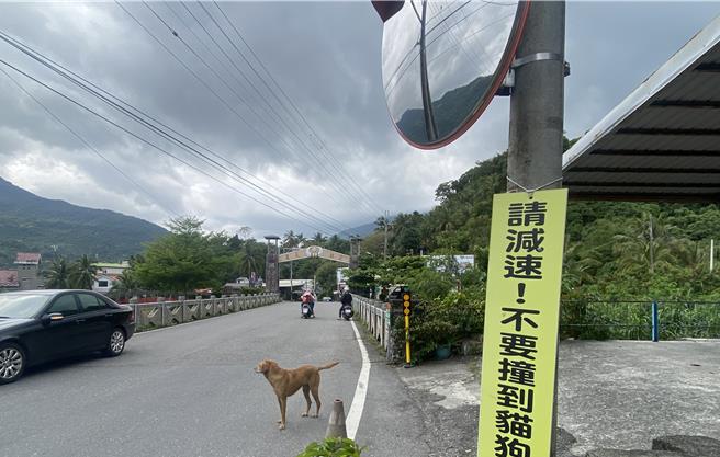 台东县太麻里乡金崙村有猫村称号，村庄间设有许多车辆减速告示牌。（蔡旻妤摄）