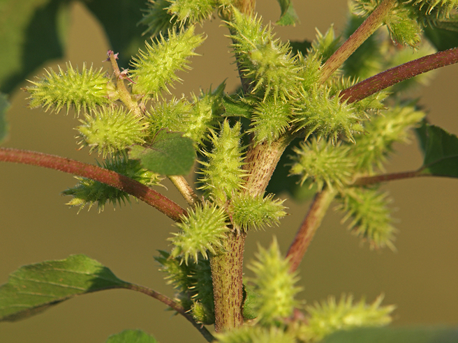 孙耀庭发现，不少老太监都会把「苍耳」缝在鞋子里，以防打瞌睡。（示意图：Shutterstock／达志）