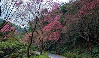 三芝青山路賞櫻秘境 漫步山林彷如仙境