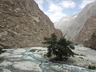 新疆这棵3600多岁的树 曾见证玄奘取经