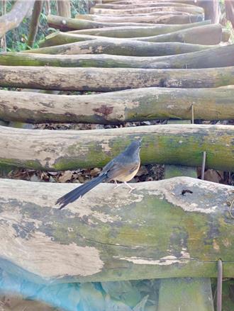 台中大坑3號步道嬌客現蹤 鳥友最愛