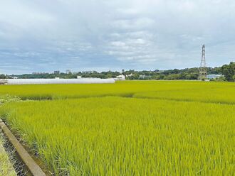 新品種水稻 省水抗旱大作戰