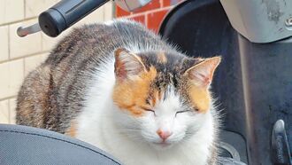 金崙溫泉貓村 台東觀光新亮點