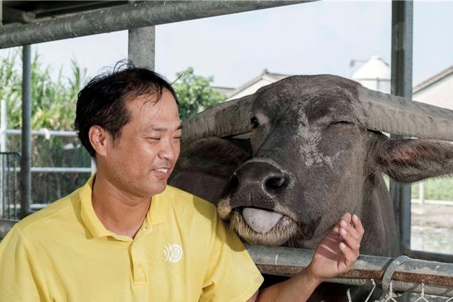 雲林縣土庫鎮青農林家良設置「水牛安養中心」，2日他表示為記錄耕牛文化，將加設「水牛教室」，並評估收養陽明山國家公園野化水牛。（林家良提供／張朝欣雲林傳真）