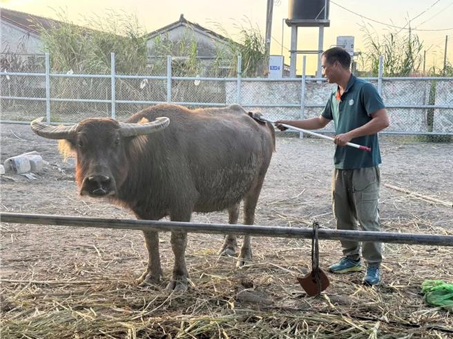 雲林縣土庫鎮青農林家良設置「水牛安養中心」，2日他表示為記錄耕牛文化，將加設「水牛教室」，並評估收養陽明山國家公園野化水牛。（林家良提供／張朝欣雲林傳真）