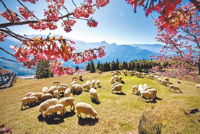 清境农场青青草原樱花盛开，游客一边与羊只互动一边赏花，搭配着蓝天白云，是「网美照」最佳取景点。（清境农场提供／冯惠宜台中传真）