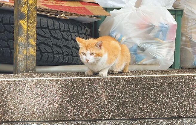 台东县太麻里乡金崙村猫咪数量多，成为观光新亮点。（蔡旻妤摄）