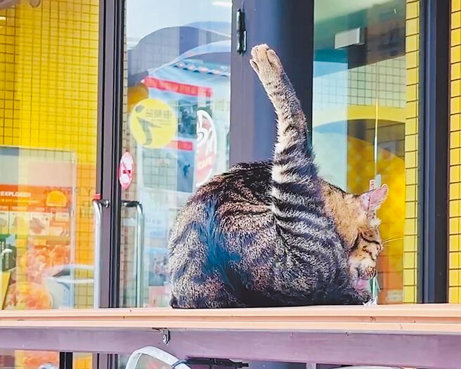 台东金崙村便利商店店猫亲人，许多游客抢拍。（蔡旻妤摄）