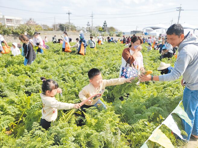 活力東勢蘿蔔汁公司，1日在其契作的雲林東勢鄉胡蘿蔔田舉辦萬人拔蘿蔔活動。（周麗蘭攝）
