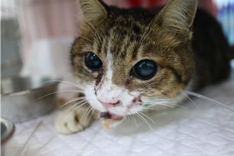 中和車禍虎斑白貓 「下顎斷裂」緊急手術保命待認養