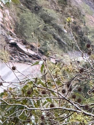 司馬庫斯產業道路落石坍方 公所搶修單線通行