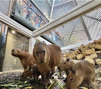 水豚、迷你驢寶寶壽山動物園亮相 遊客直呼：可愛爆表