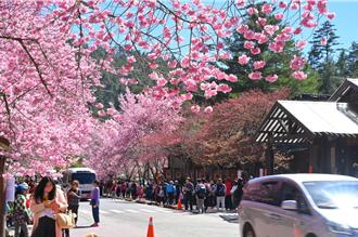 畫面說明一切！武陵櫻花季管制結束 今湧入逾5千人賞櫻