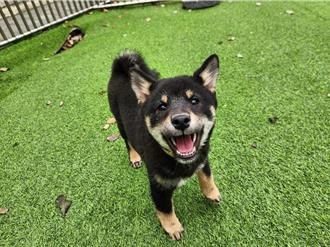 新春發柴第二波！竹縣13隻柴犬開放認養 身分有限定