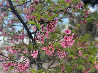 烏日藏小小櫻花林 賞櫻搭桂花飄香超愜意