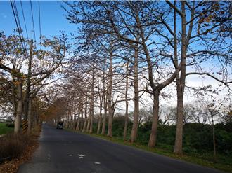 只見花苞不見花？彰化埤頭木棉花季延期