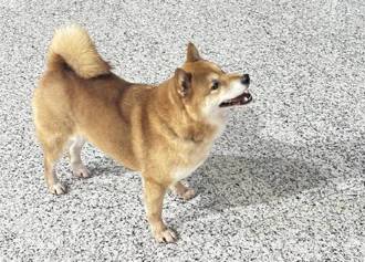 好心被狗咬！迷路柴犬送至派出所 员警暖心救援竟遭咬