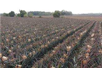 屏東鳳梨產季開始 受去年颱風影響產量微降1成
