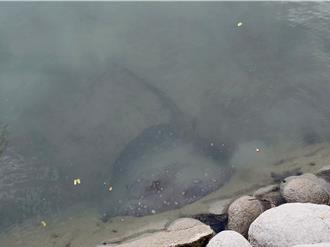 澄清湖發現外來種魟魚 專家憂成魚虎翻版釀生態危機