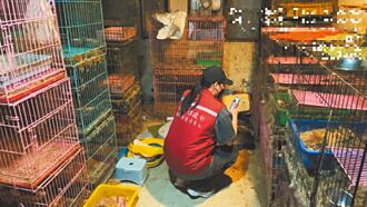 板橋運將涉虐殺7貓 開非法繁殖場