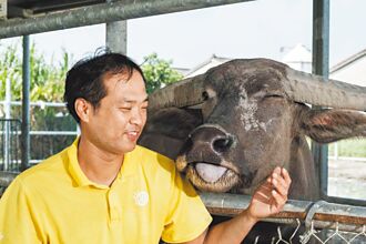 云林水牛教室 拟收养阳明山野牛
