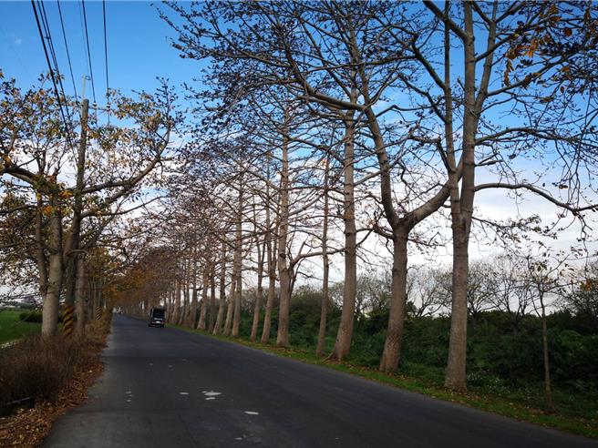埤頭鄉東螺溪河畔的木棉花道，整排木棉花樹上只見花苞，幾乎不見開花，鄉公所宣布今年花季活動，將延期至3月22、23日舉辦。（葉靜美攝）